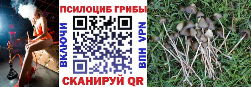 Галлюциногенные грибы Psilocybine cubensis Шарыпово